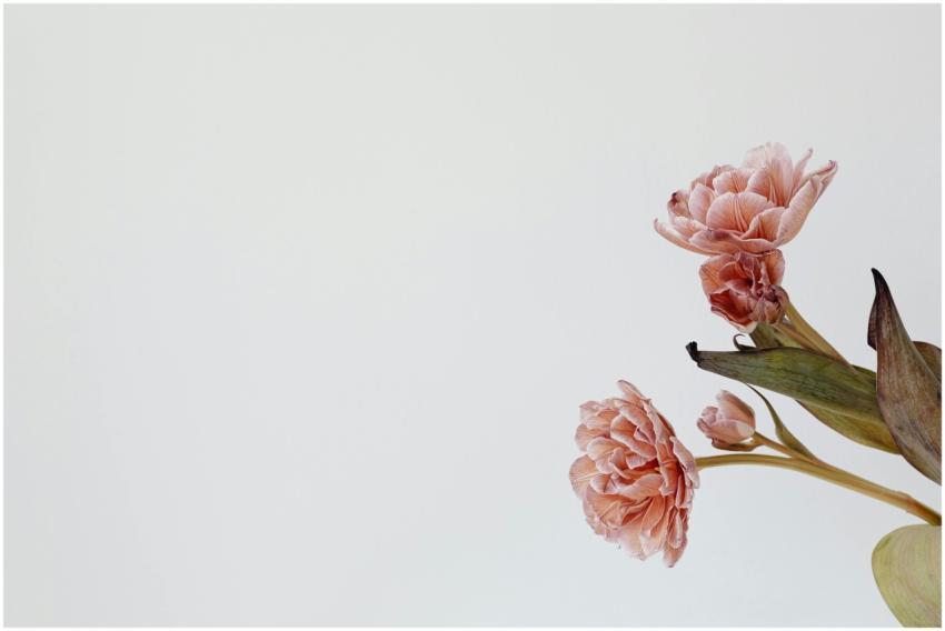 Elegant pastel flowers with delicate petals on a m