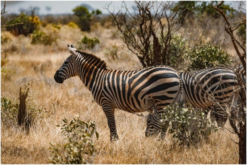 Zebra standing in the savanna, showcasing striking