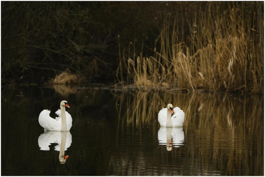 Two graceful swans peacefully reflecting on a calm