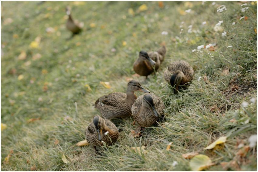 A serene capture of ducklings exploring a grassy f