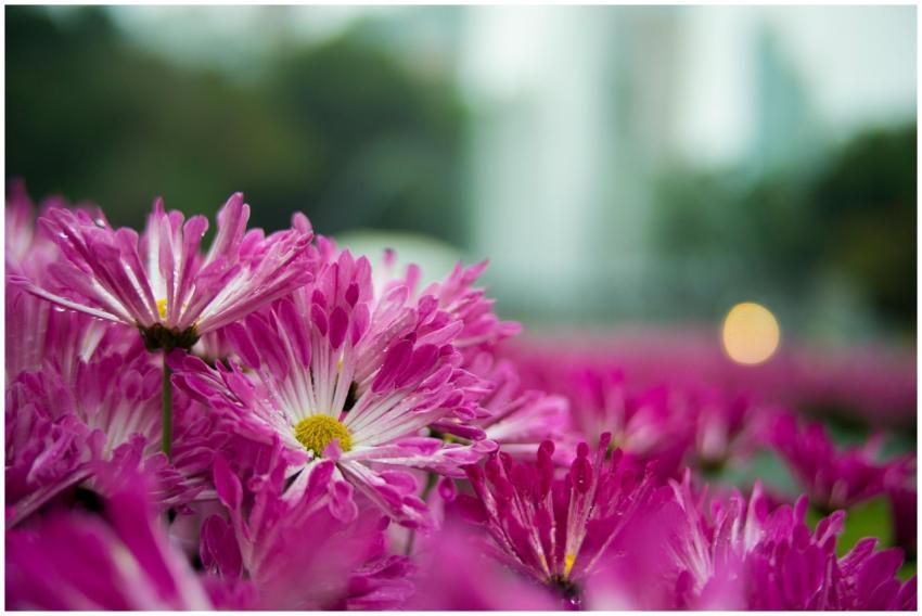Close-up of fresh pink chrysanthemums with dewdrop