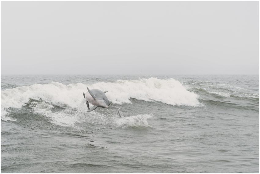 Dolphin jumping over waves in Orange Beach, AL, sh