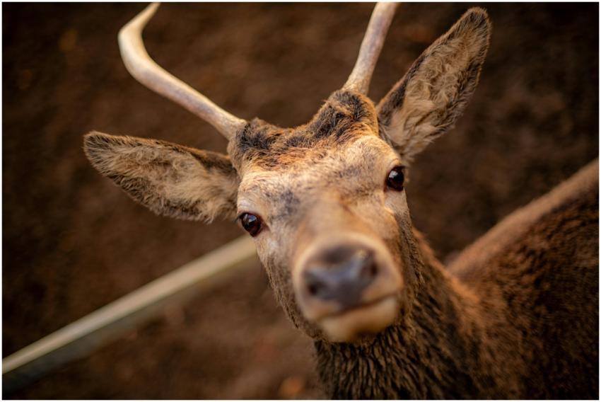 Close Up Portrait Deer