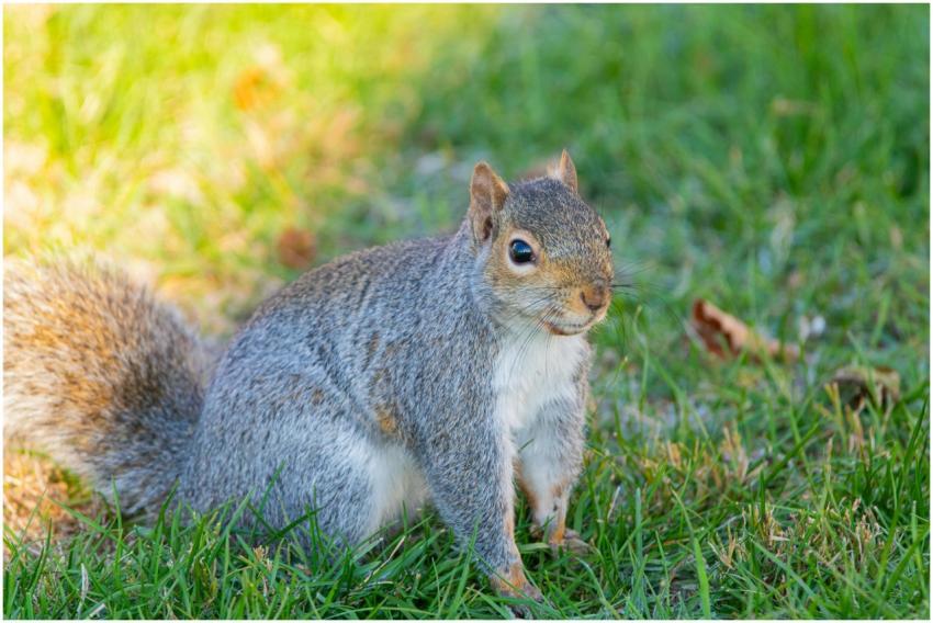 Free stock photo of cardinalis cardinalis, finch,