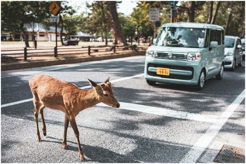 Free stock photo of 2025 travel, 4k photo, asia