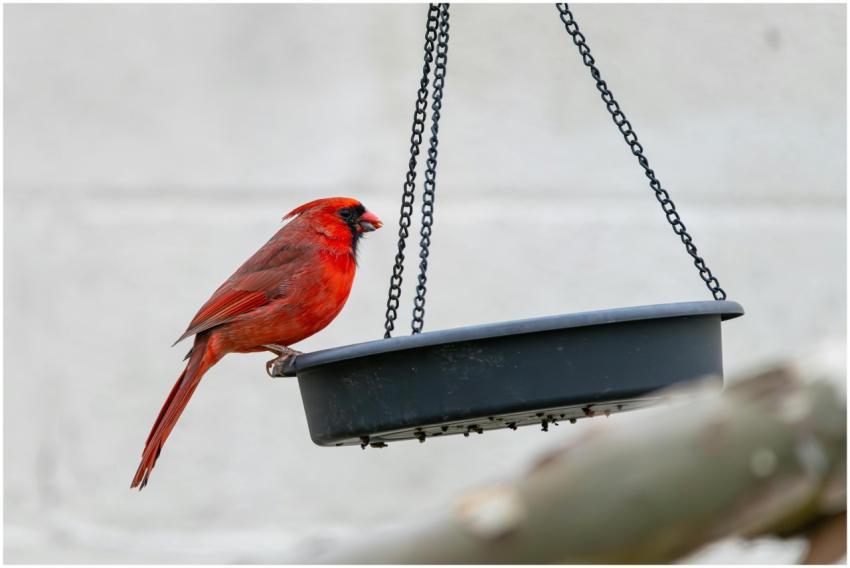 Free stock photo of cardinal, dove