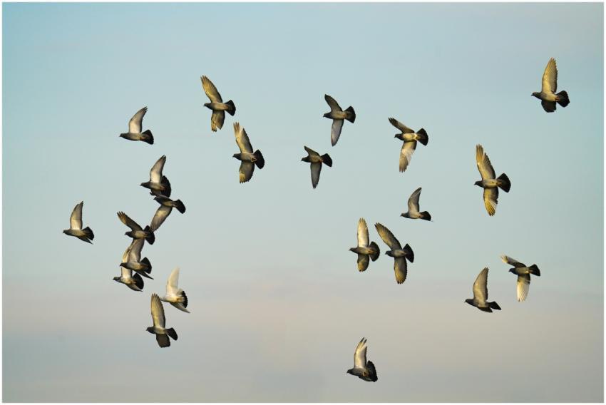 A captivating shot of pigeons flying together agai