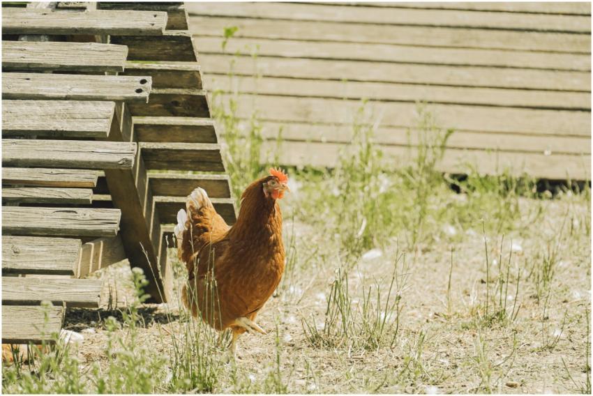 A brown hen exploring outdoors near a wooden chick