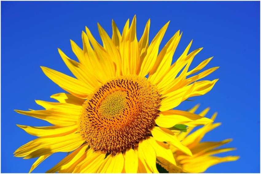 Close-up of a blooming sunflower with vibrant yell