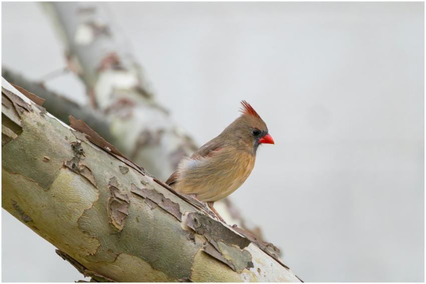 Free stock photo of cardinal, dove