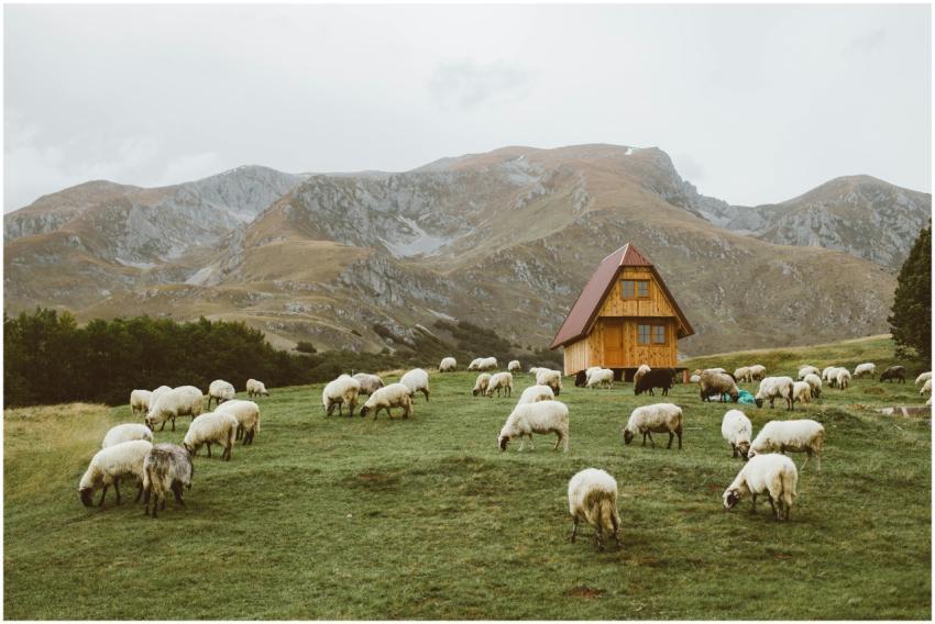 A peaceful rural scene with sheep grazing near a c