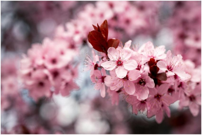 Close-up of pink cherry blossoms in bloom, showcas