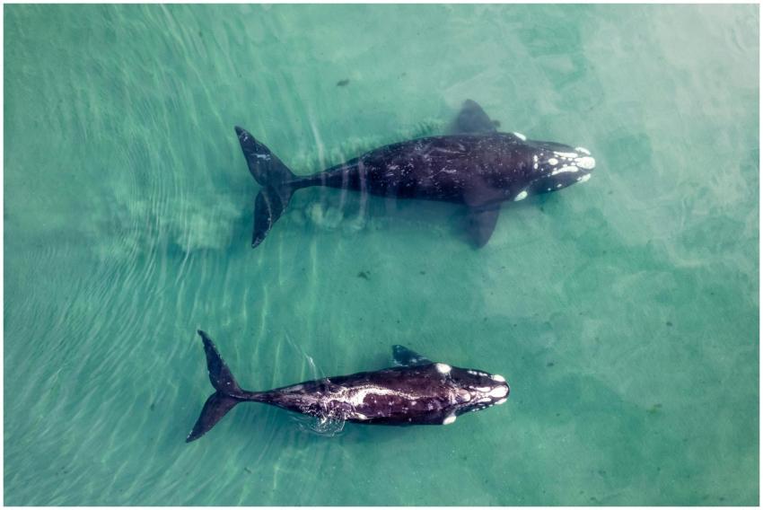 Two whales swimming in clear turquoise waters, cap