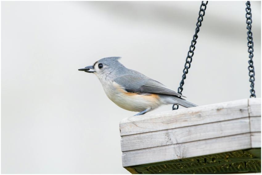 Free stock photo of cardinal, dove