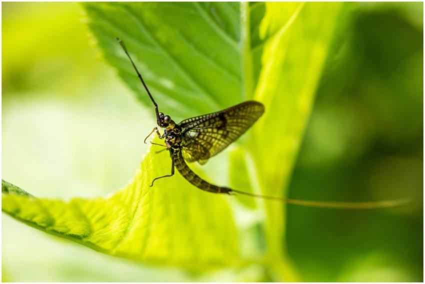 Detailed macro photo of a mayfly resting on a vibr