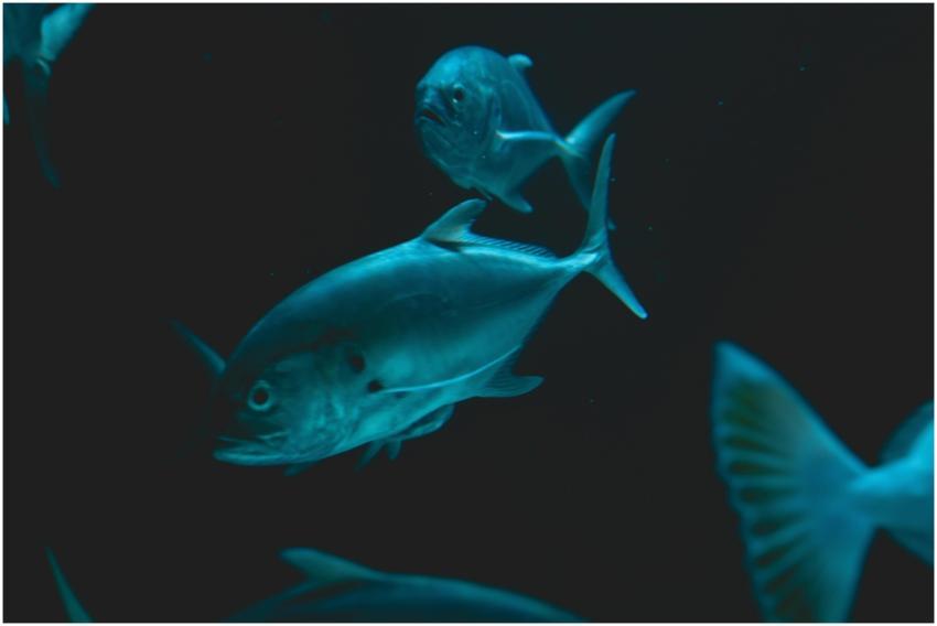 A beautiful close-up shot of exotic marine fish sw
