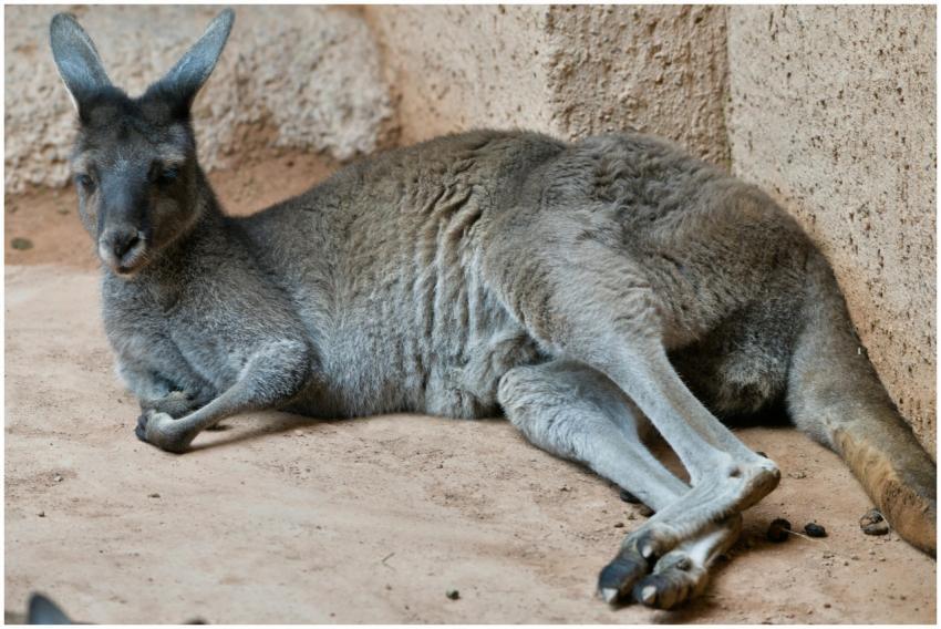 A kangaroo comfortably lying down on a sandy surfa
