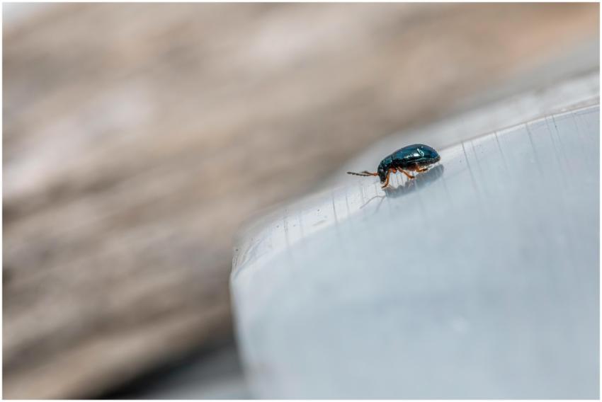 A detailed macro shot of a beetle on the edge of a