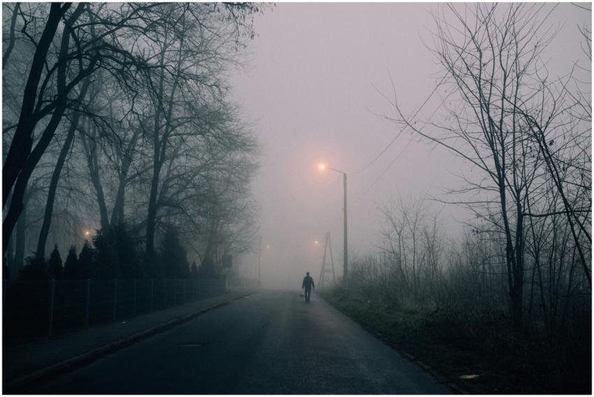 Atmospheric foggy street scene with bare trees, a