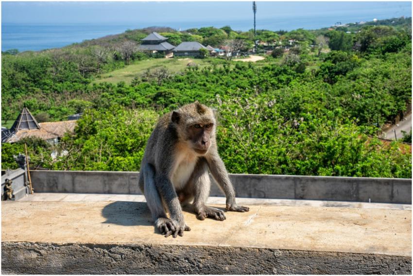 Balinese Monkey Overlooking Uluwatu