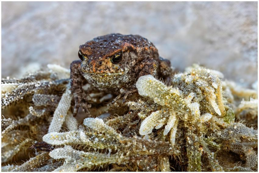 Detailed shot of a toad resting on a mossy surface