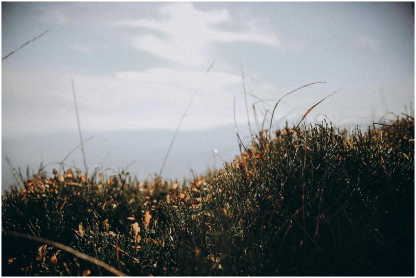 A tranquil meadow scene with glistening grass and