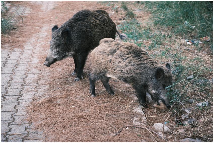 Two wild boars foraging on a forest path, showcasi
