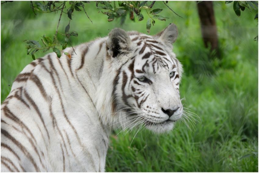 Free stock photo of animals, nature, stripes