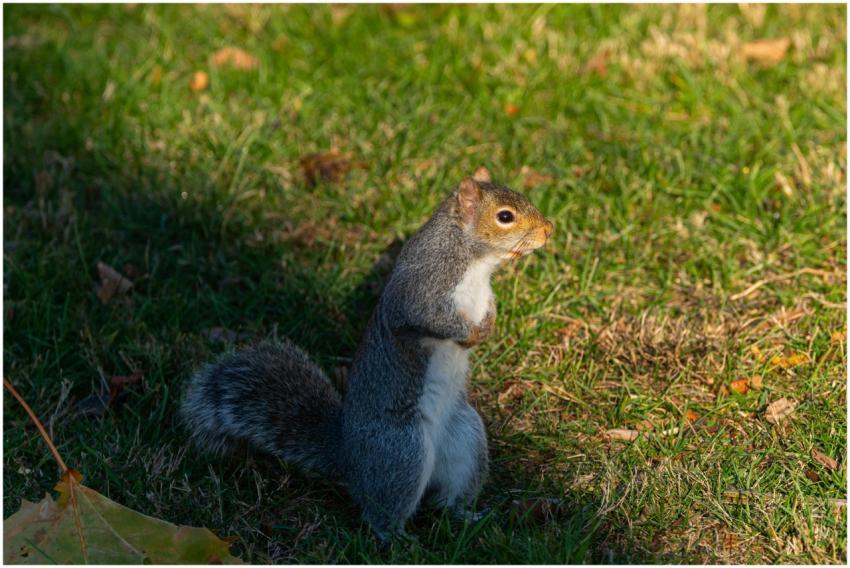 Free stock photo of cardinalis cardinalis, finch,
