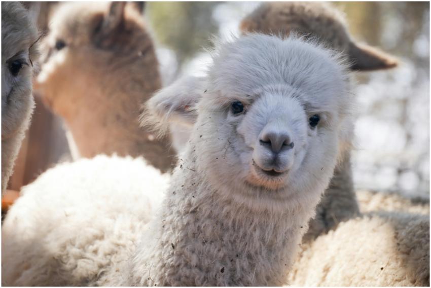 A fluffy white alpaca enjoys the sunny outdoors, s