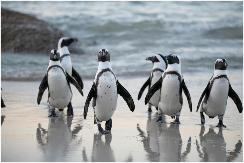 Group of African penguins walking on a beach at su