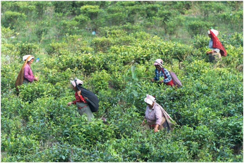 Women Harvesting Tea Leaves