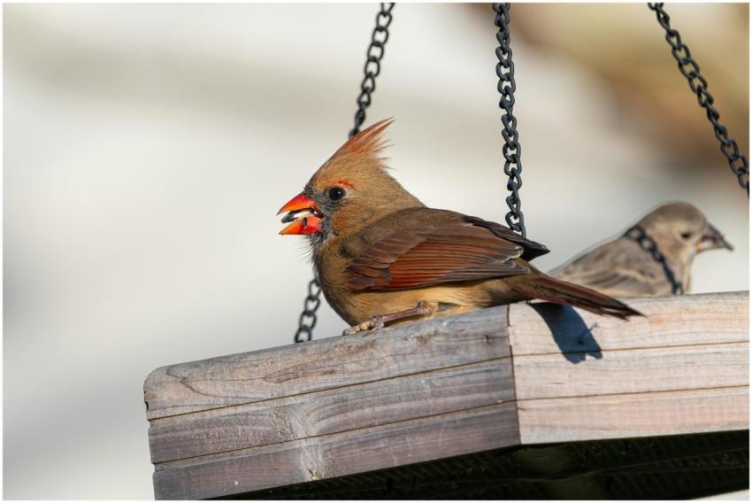 Free stock photo of cardinalis cardinalis, finch,