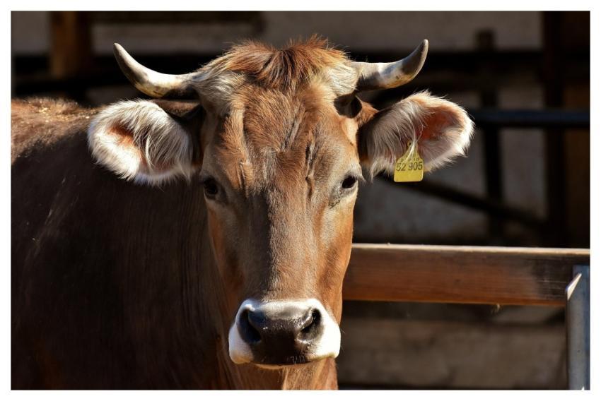 Cow Cattle Horns Animal