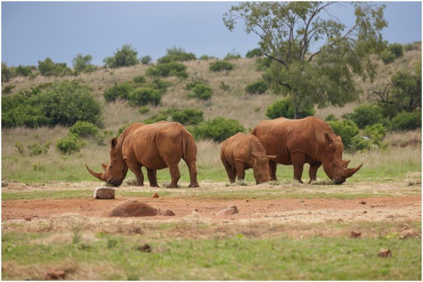 Three rhinos grazing peacefully in the African sav