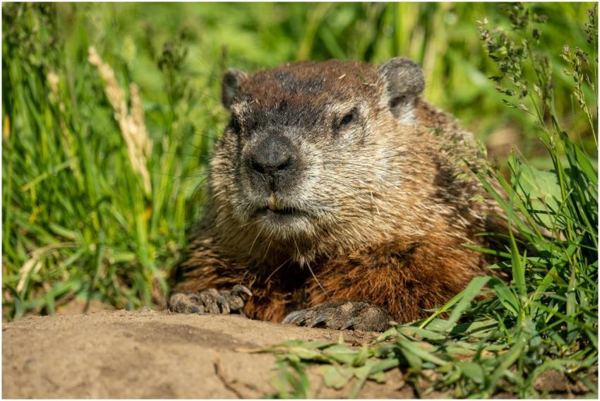 Close-up of a groundhog resting in the grass in Wa