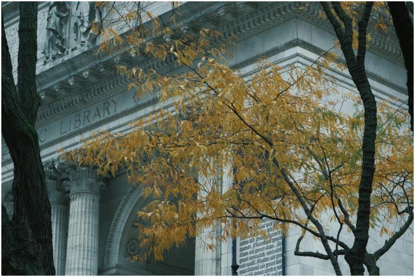 Autumn leaves framing the iconic New York Public L