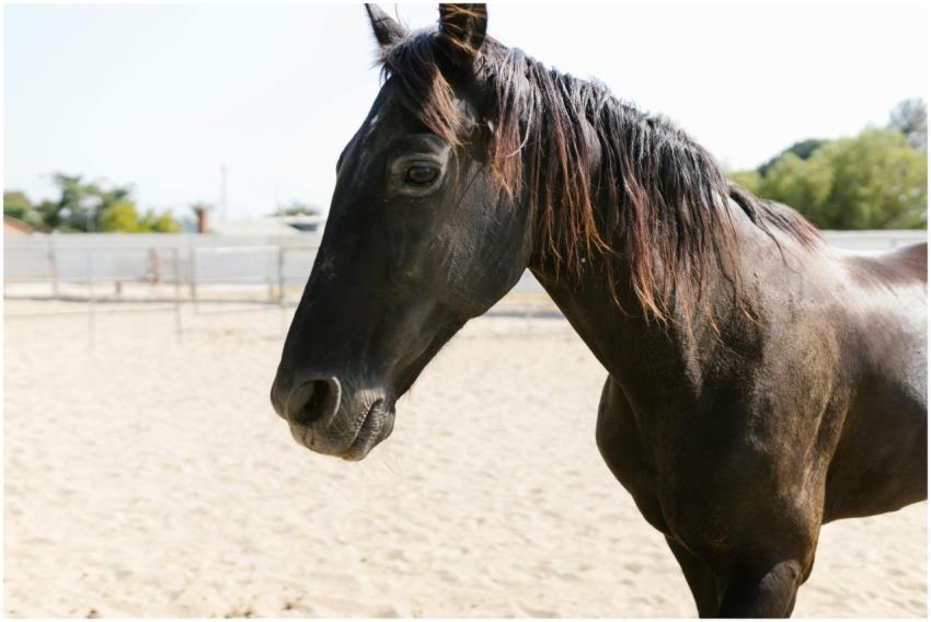 Close-up of a black horse in a sunlit ranch settin