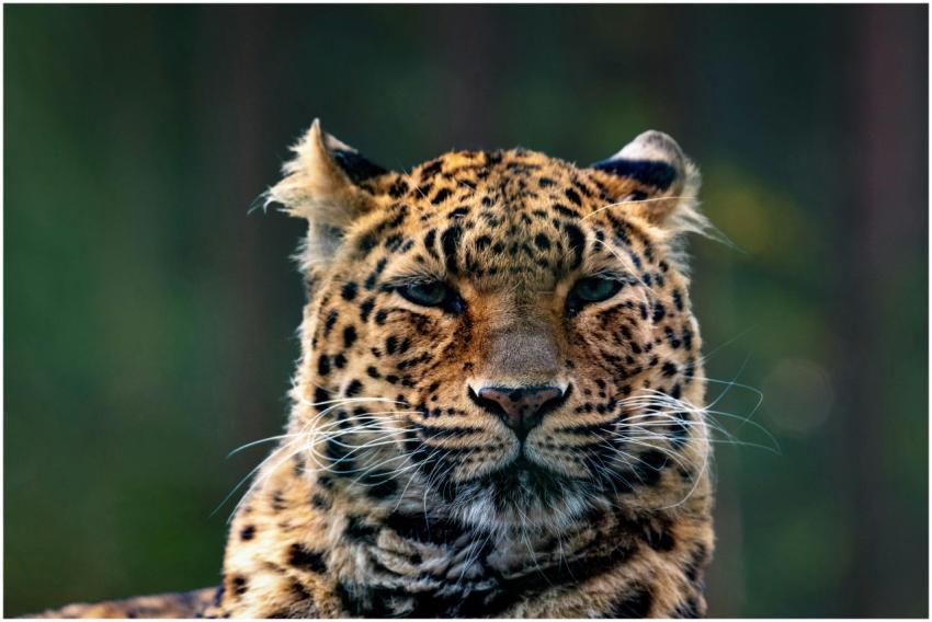 Stunning close-up portrait of an Amur leopard with