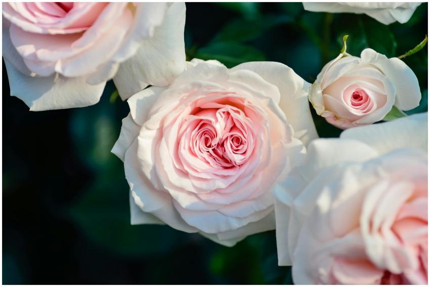 Beautiful pink roses in bloom, captured in a natur