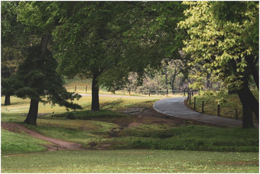 A peaceful winding pathway through a lush green fo