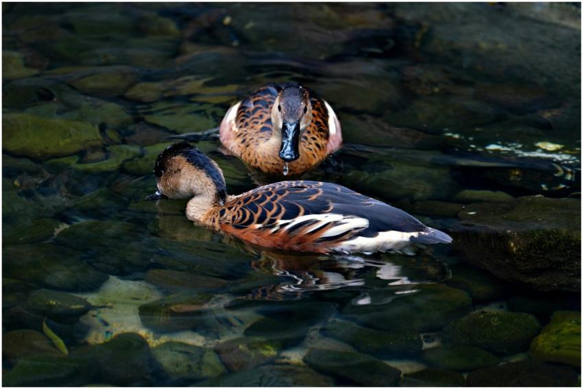 Two Ducks Swimming Clear