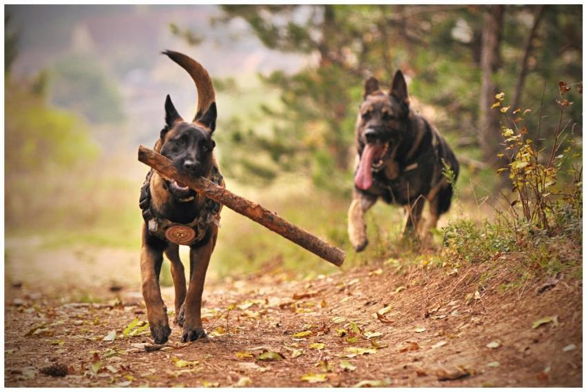 Two Belgian Malinois dogs enjoying playtime in a n