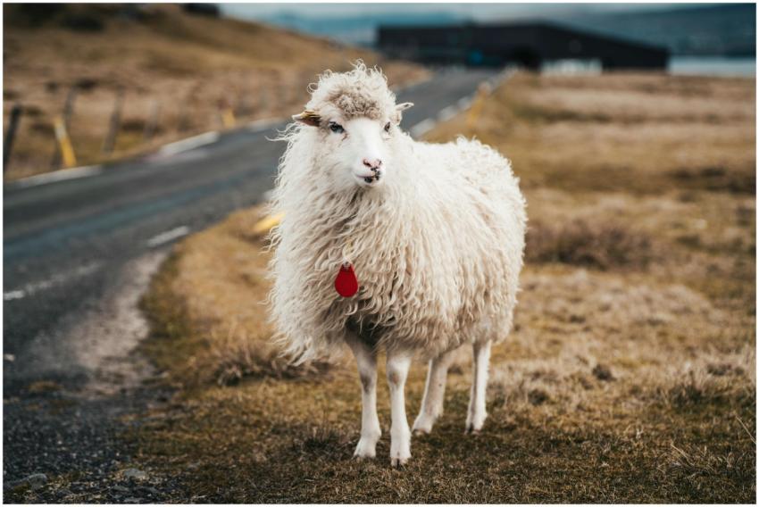 A fluffy Faroese sheep standing on a rural Faroe I