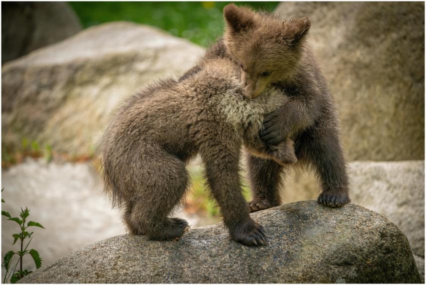 Two playful brown bear cubs interacting on a natur