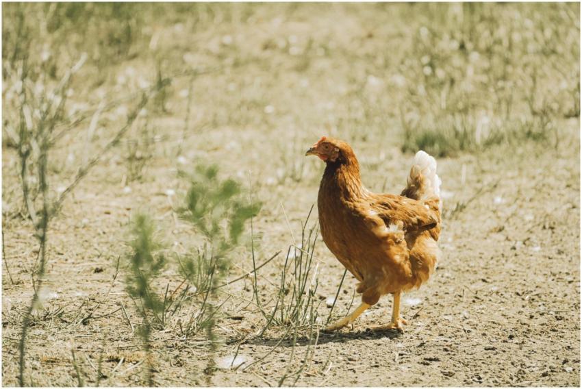 A free range chicken strolls on a sunny farm meado