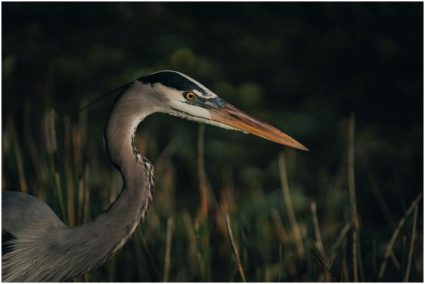 Great blue heron standing still in natural habitat