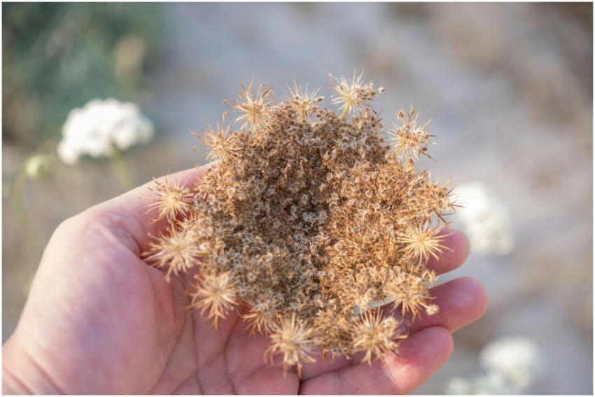 A detailed view of a wild carrot plant held in a h