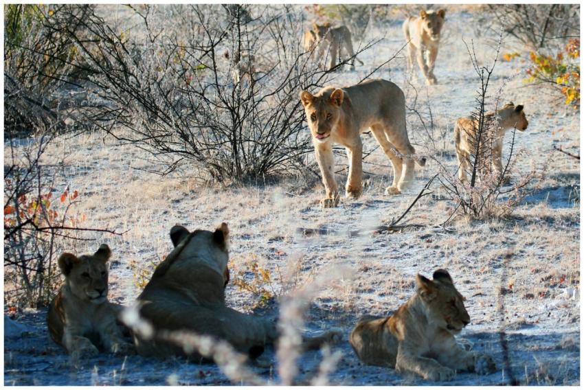 Lions in a winter safari landscape, showcasing the