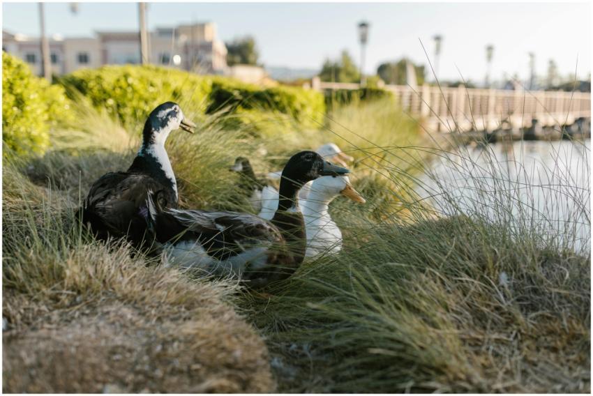 Ducks resting by a calm pond with lush greenery, s